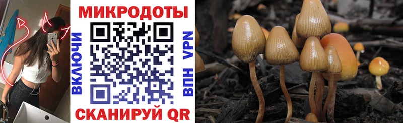 Купить закладки  Михайловка  Галлюциногенные грибы GOLDEN TEACHER 